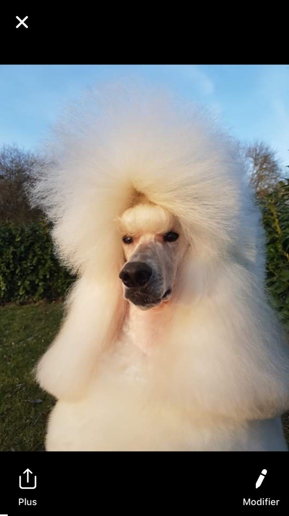 CH. Line of star dancer