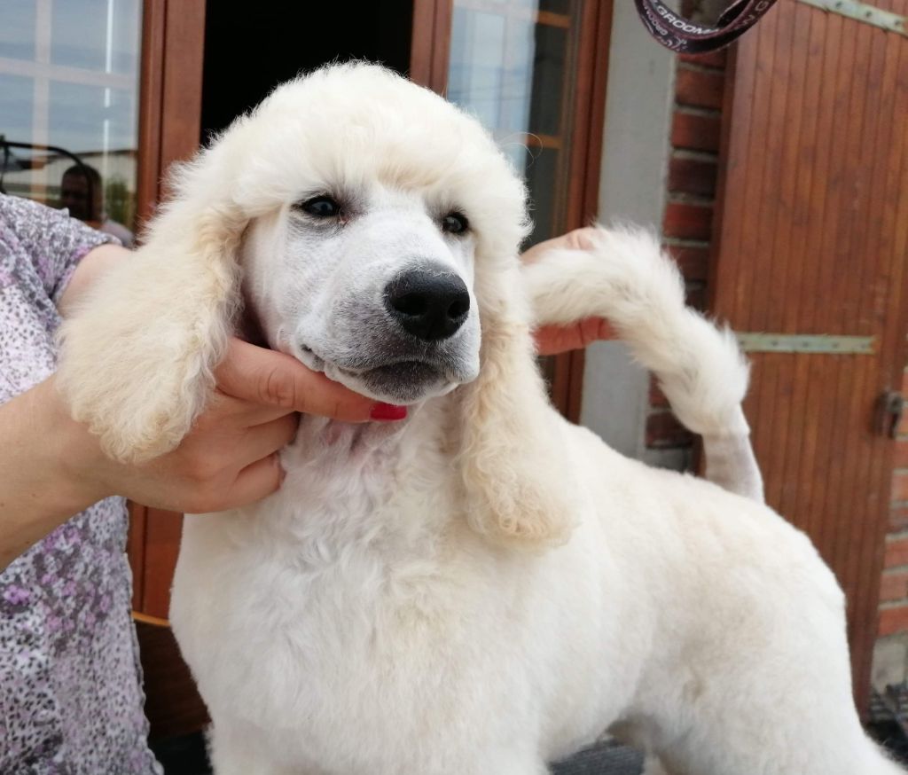 of star dancer - Chiots disponibles - Caniche