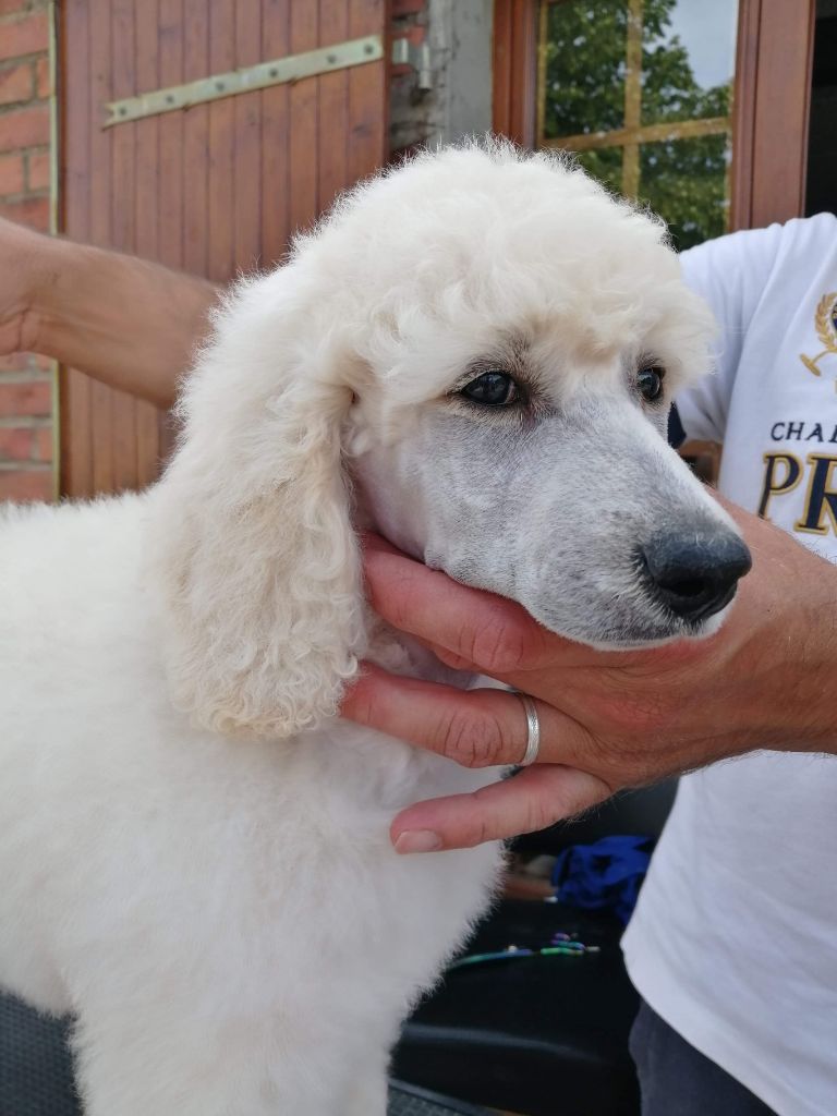 of star dancer - Chiots disponibles - Caniche