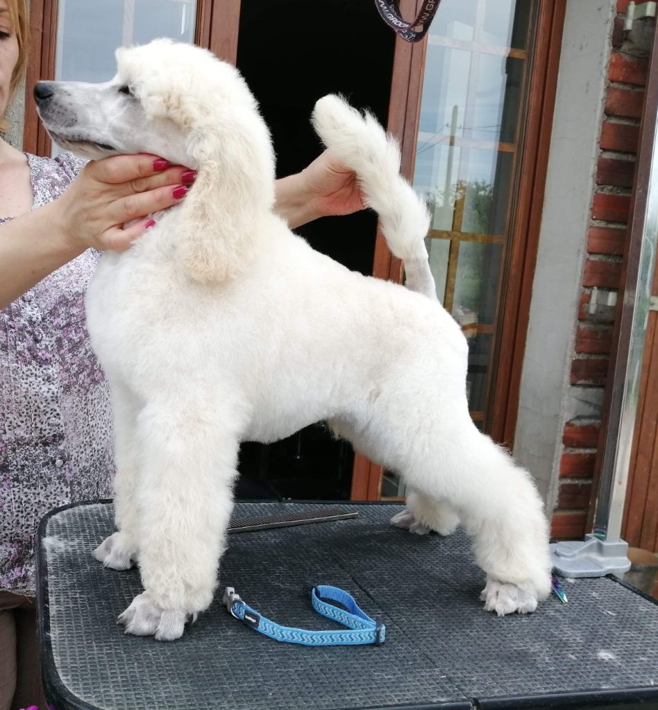 of star dancer - Caniche - Portée née le 22/04/2019