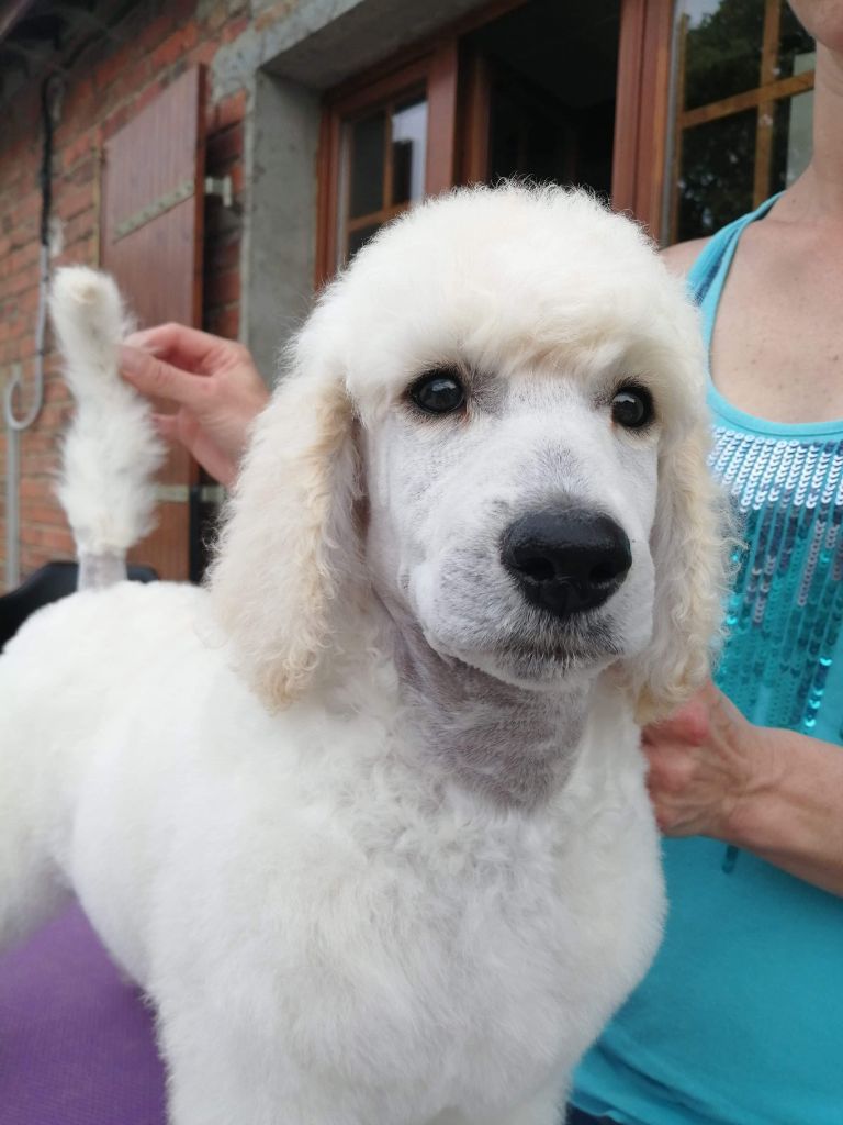 of star dancer - Chiots disponibles - Caniche