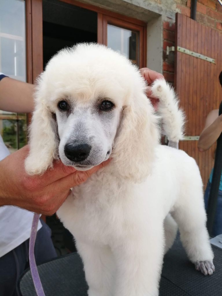 of star dancer - Chiots disponibles - Caniche